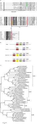 Characterization of IL-22 Bioactivity and IL-22-Positive Cells in Grass Carp Ctenopharyngodon idella